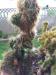 Cereus peruvianus mostruoso di Patrizia.jpg